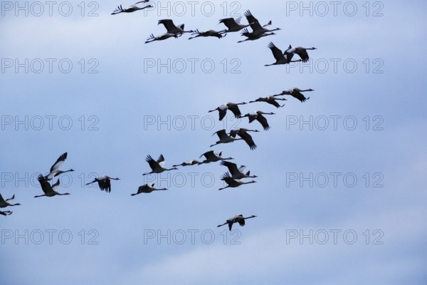 Cranes flying, grey crane (Grus grus), bird migration, evening sky, Rehdener Geestmoor, Diepholzer Moorniederung, Dümmer nature park Park, Diepholz, Lower Saxony, Germany