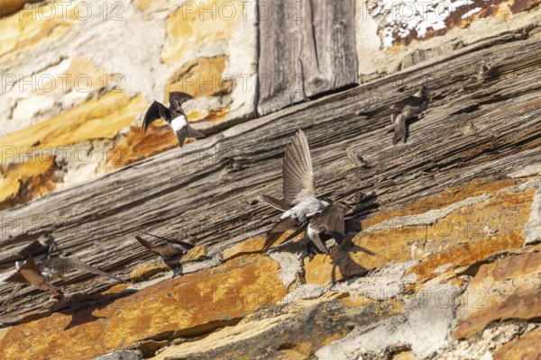House martins fly lively in front of old house facade