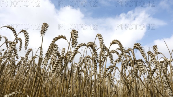 Wheat with ripe ears, Naumburg, 26.07.2025