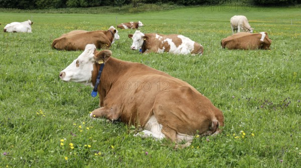 Cows lying in a meadow in the Allgäu, Pfronten, 30.07.2025