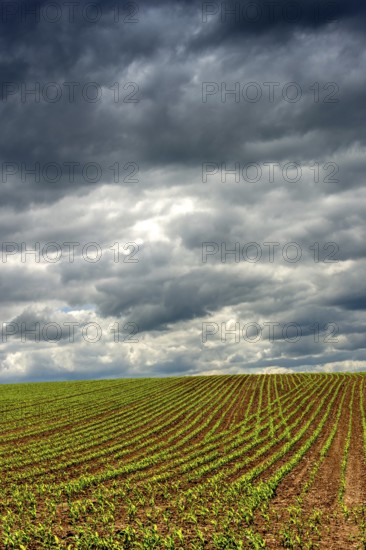 A green field of young corn shoots stretches across the landscape, Puy de Dome, Auvergne Rhone Alpes, France
