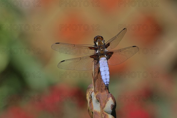 Flat-bellied dragonfly (Libellula depressa), male sitting on a fence top in the garden, close-up, Wilnsdorf, North Rhine-Westphalia, Germany