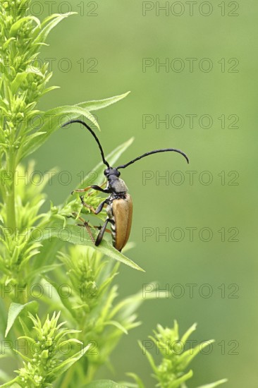 Red-necked buck (Stictoleptura rubra), male, on European goldenrod (Solidago), close-up, Wilnsdorf, North Rhine-Westphalia, Germany