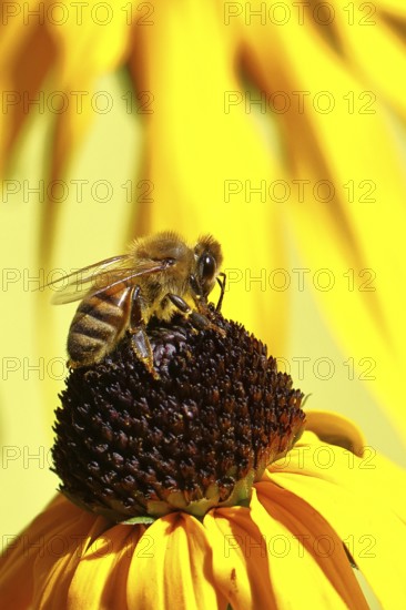European honey bee (Apis mellifera), collecting nectar from a yellow coneflower (Echinacea paradoxa), macro photograph, Wilnsdorf, North Rhine-Westphalia, Germany