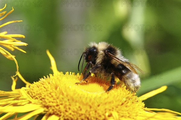 Forest bumblebee (Bombus sylvarum), collecting pollen on a yellow flower of a Great Telekie (Telekia speciosa), Wilnsdorf, North Rhine-Westphalia, Germany