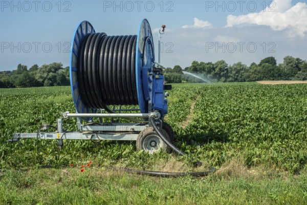 Agriculture, artificial irrigation of a field, irrigation system, sugar beet cultivation, Ystad municipality, Skåne county, Sweden, Scandinavia
