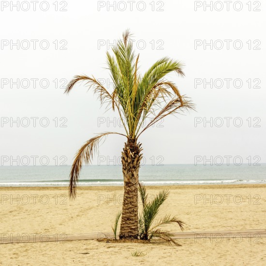 A solitary palm tree stands on the sandy beach beside the calm Mediterranean Sea in France. The overcast sky adds a serene atmosphere to this peaceful coastal setting