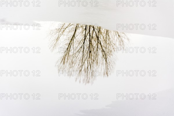 A solitary tree stands by the edge of a frozen lake, its bare branches mirrored on the icy surface. The tranquil landscape captures the serene beauty of winter in Auvergne. France