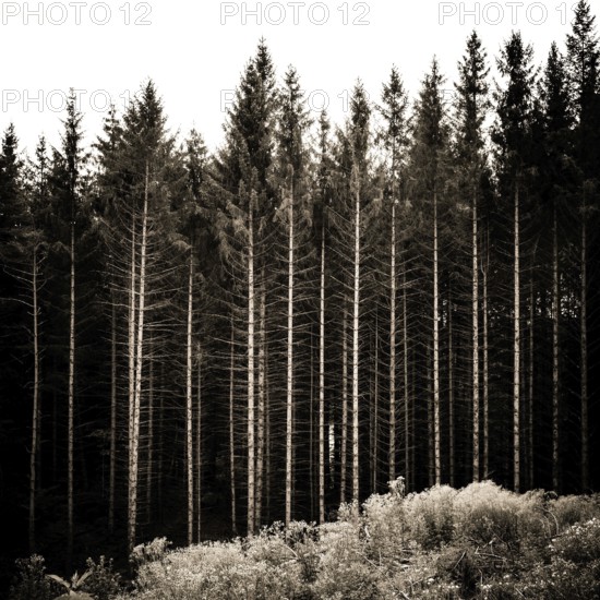 Sunlight filters through tall, linear tree trunks in a French forest, casting shadows on the ground where underbrush thrives. This serene environment invites tranquility. Puy de Dome. Auvergne Rhone Alpes. France
