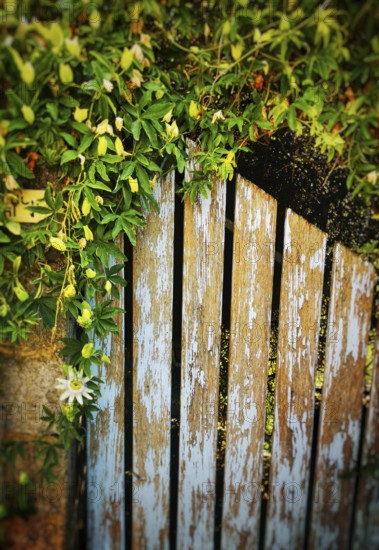 A weathered wooden gate partially open, surrounded by lush green vines and delicate white flowers, creating a serene garden atmosphere