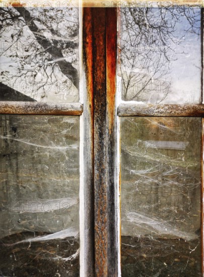 A vintage window frame reveals a rustic view, with dusty glass reflecting trees and capturing spider webs, illustrating the beauty in neglect and time's passage