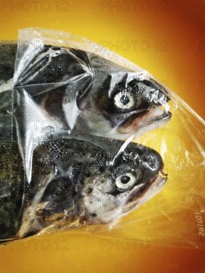 Two fish are enclosed in a clear plastic bag, showcasing their glistening bodies and prominent eyes. The bag is set against a warm, orange background, ideal for food preservation