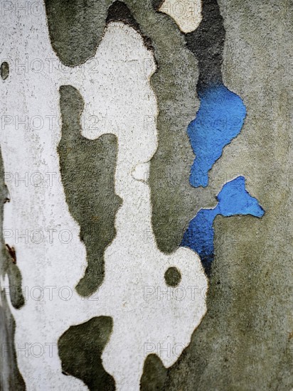 Close-up view of an urban wall features a textured surface with shades of gray and white, accented by vibrant blue patches. The natural wear adds artistic character to the environment