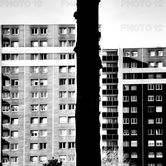 Residential buildings rise prominently in a cityscape, with a tall tree casting a striking silhouette against their facades. The clear sky enhances the urban atmosphere