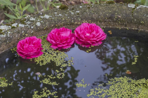 Rose petals floating in a bowl of water, North Rhine-Westphalia, Germany