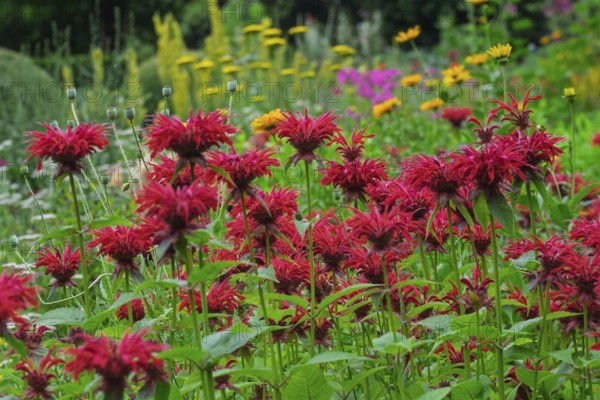 Golden balm (Monarda didyma), also known as Indian nettle or scarlet monard, Münsterland, North Rhine-Westphalia, Germany
