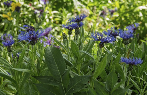 Knapweed (Centaurea), Münsterland, North Rhine-Westphalia, Germany