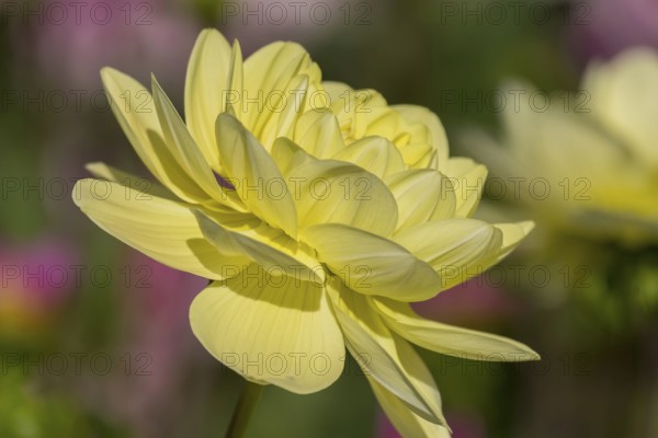 Dahlia (Dahlia), Münsterland, North Rhine-Westphalia, Germany