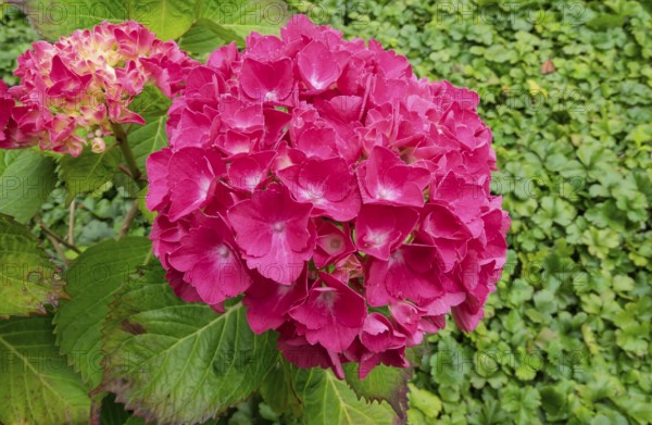 Hydrangea, hydrangea, hydrangea blossom, North Rhine-Westphalia, Germany