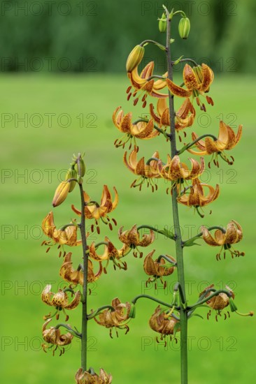 Turk's cap lily (Lilium martagon), Netherlands