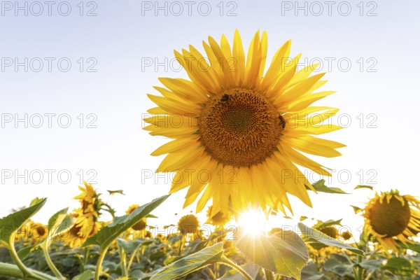 Radiant sunflower in the evening light with sun star