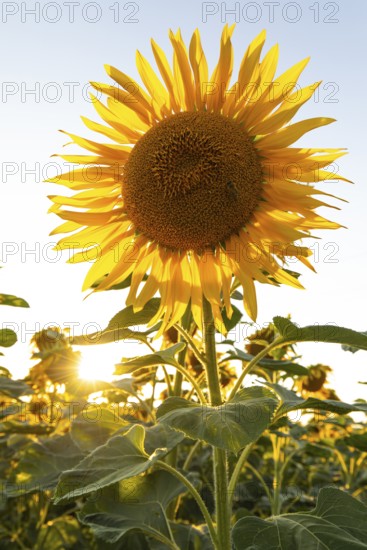 Radiant sunflower in the evening light with sun star