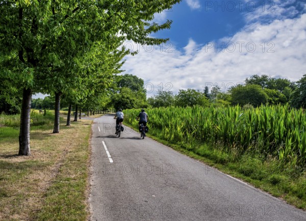 Cyclist on a cycle path between corn fields and trees along the route between Frankfurt am Main and Kelsterbach, Hesse, Germany