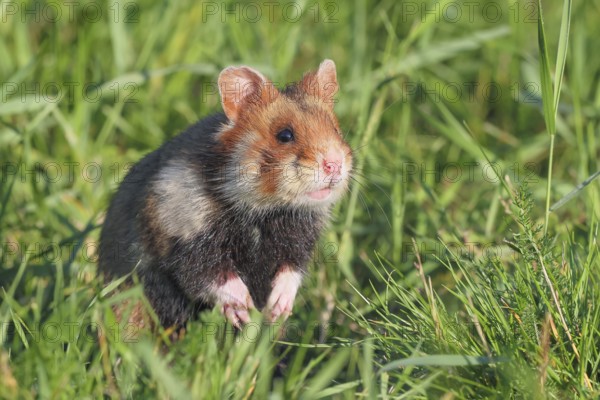 Field hamster (Cricetus cricetus), sitting attentively in meadow, wildlife, animals, rodent, crepuscular and nocturnal territorial loner, Lower Austria, Austria, Eastern Europe