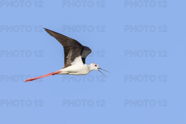 Black-winged Black-winged Stilt (Himantopus himantopus), male calling in flight, blue sky, wildlife, animals, birds, Ziggsee, Lake Neusiedl National Park, Seewinkel, Burgenland, Austria