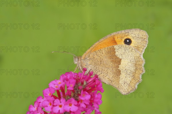 Meadow Brown (Maniola jurtina), sucking nectar on summer lilac (Buddleja davidii), butterfly bush, in a natural environment, in the wild, wildlife, insects, butterflies, butterflies, Siegerland, North Rhine-Westphalia, Germany