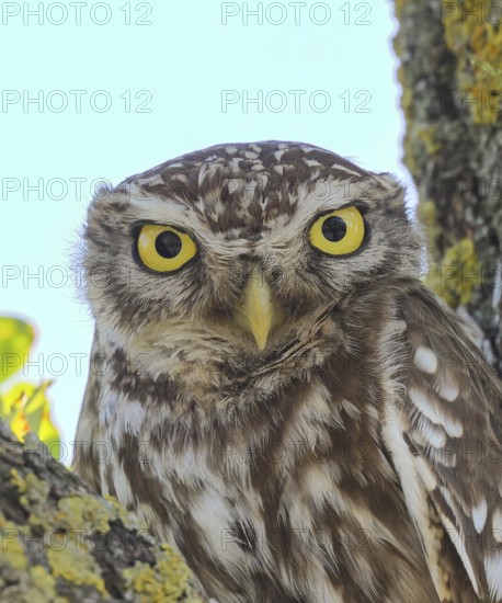 Little owl (Athene noctua) adult bird sitting in a tree, portrait, endangered bird species in Central Europe, looking into the camera, wildlife, owl, owl, HANSAG, Lake Neusiedl, Burgenland, Austria, Eastern Europe