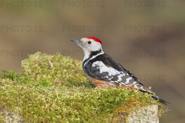 Middle spotted woodpecker (Dendrocopos medius) foraging on mossy ground in the forest, Wilnsdorf, North Rhine-Westphalia, Germany