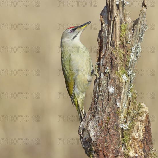 Grey-headed woodpecker (Picus canus), male sitting on a tree stump overgrown with moss and lichen, Wildlife, Woodpeckers, Birds, Nature photography, Wilnsdorf, North Rhine-Westphalia, Germany