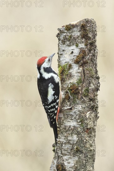 Middle spotted woodpecker (Dendrocopos medius) foraging on the trunk of a grey birch (Betula populifolia), Wilnsdorf, North Rhine-Westphalia, Germany
