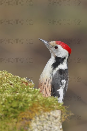 Middle spotted woodpecker (Dendrocopos medius) foraging on mossy ground in the forest, animal portrait, Wilnsdorf, North Rhine-Westphalia, Germany
