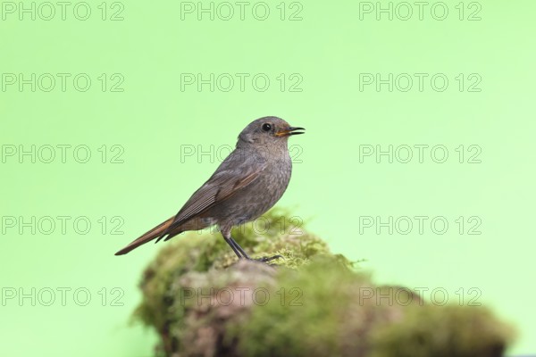 Black redstart (Phoenicurus ochruros), on a moss-covered tree stump in a garden, Wilnsdorf, North Rhine-Westphalia, Germany