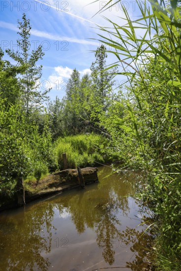 Bottrop, North Rhine-Westphalia, Germany - Renaturalised Boye, the tributary of the Emscher, was transformed into a near-natural watercourse, flood protection through newly designed flooding areas, the Boye is now free of sewage after the construction of a parallel sewer, is part of the Emscher river system and thus part of the Emscher conversion, was previously an open, above-ground wastewater channel, mixed water channel with surface water and wastewater