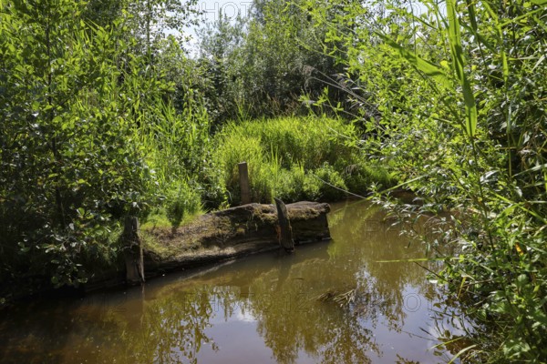 Bottrop, North Rhine-Westphalia, Germany - Renaturalised Boye, the tributary of the Emscher, was transformed into a near-natural watercourse, flood protection through newly designed flooding areas, the Boye is now free of sewage after the construction of a parallel sewer, is part of the Emscher river system and thus part of the Emscher conversion, was previously an open, above-ground wastewater channel, mixed water channel with surface water and wastewater