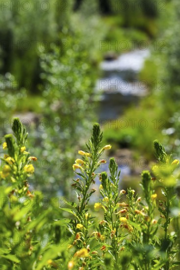 Bottrop, North Rhine-Westphalia, Germany - Renaturalised Boye, the tributary of the Emscher, has been transformed into a near-natural watercourse, flood protection through newly designed flooding areas, the Boye is now free of sewage after the construction of a parallel sewer, is part of the Emscher river system and thus part of the Emscher conversion, was previously an open, above-ground wastewater channel, mixed water channel with surface water and wastewater. Yellow-flowering evening primroses in front
