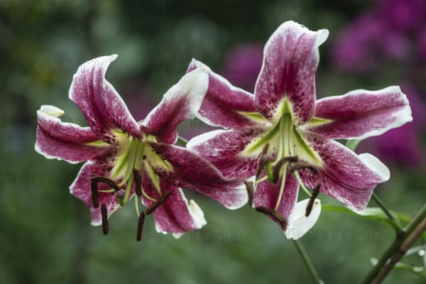 Lily flowers (Lilium Erfordia), Oriental hybrid, Emsland, Lower Saxony, Germany