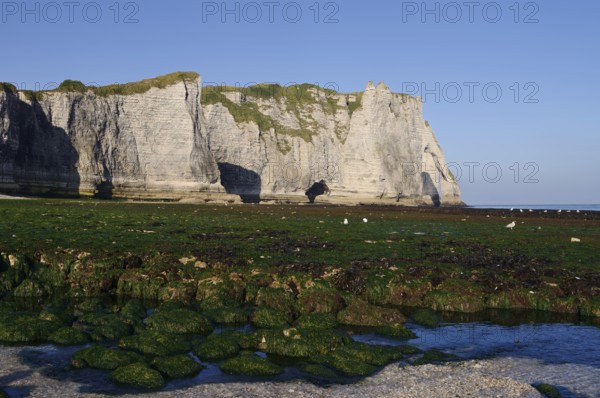 Cliffs with the Falaise d'Aval rock gate, Etretat, Alabaster Coast, Seine-Maritime, Normandy, France