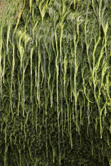 Water flowing over moss on a rock, Alabaster Coast, Seine-Maritime, Haute-Normandie, France