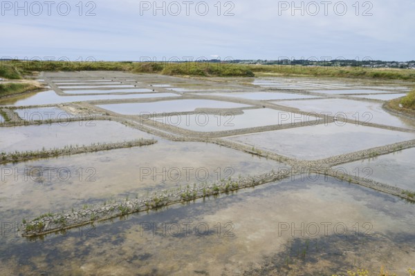 Seawater salt pans, Guerande, Loire-Atlantique, Pays de la Loire, Brittany, France