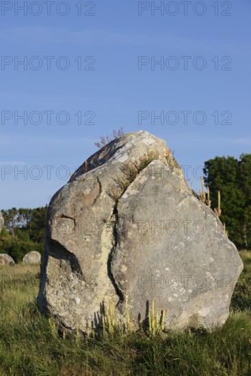 Megalithe, Alignements de Kermario, Carnac, Department of Morbihan, Brittany, France