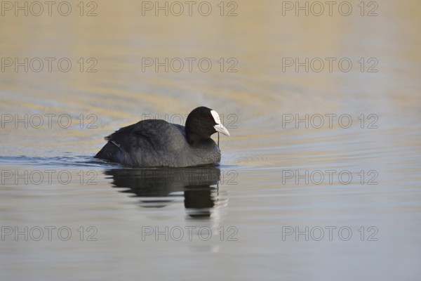 Eurasian Coot (Fulica atra) swimming, North Rhine-Westphalia, Germany
