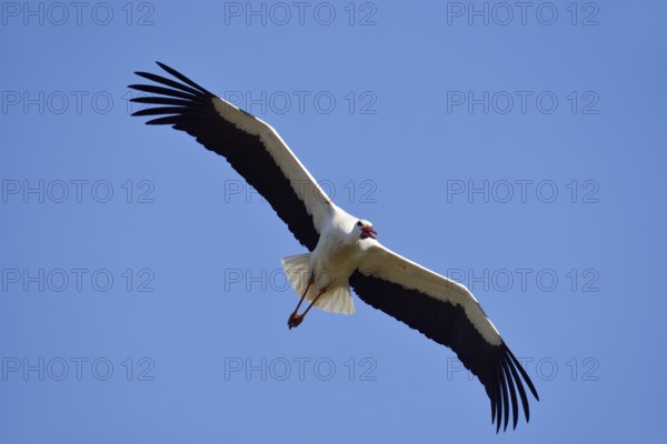White stork (Ciconia ciconia) flying, North Rhine-Westphalia, Germany