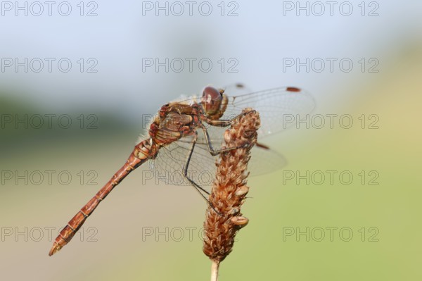 Vagrant darter (Sympetrum vulgatum), male, North Rhine-Westphalia, Germany