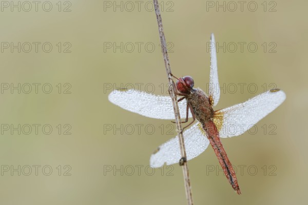 Scarlet Dragonfly (Crocothemis erythraea), male with dewdrops, North Rhine-Westphalia, Germany