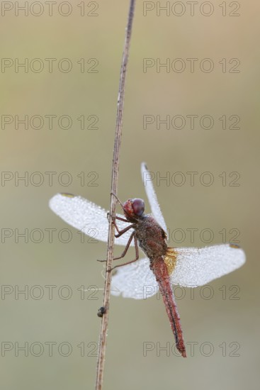 Scarlet Dragonfly (Crocothemis erythraea), male with dewdrops, North Rhine-Westphalia, Germany