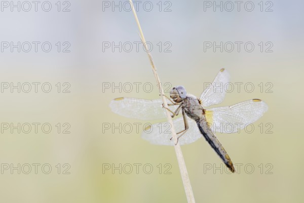 Scarlet Dragonfly (Crocothemis erythraea), female, North Rhine-Westphalia, Germany